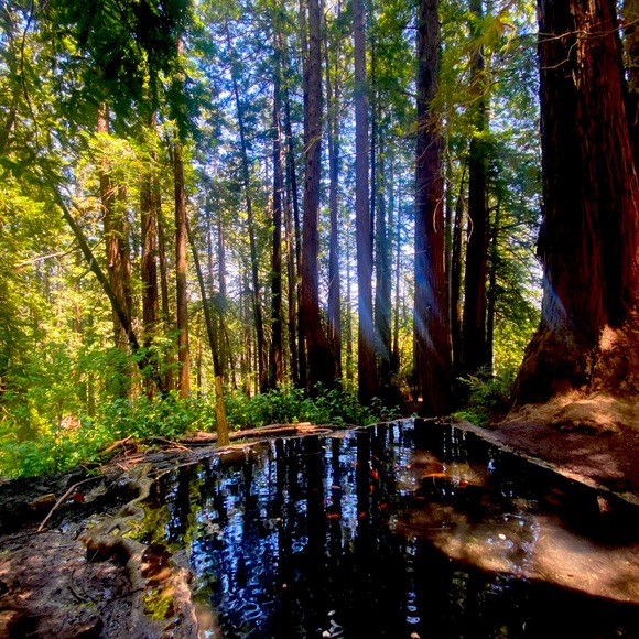 Meet your Posher, Fanessa - Picture 1 of 1